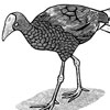Pukeko Pukeko