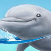 Dolphin Dolphin