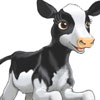 Calf Calf